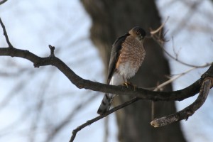Sharp-shinned Hawk 