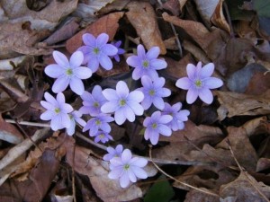 Hepatica Hepatica