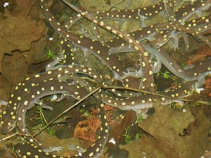 Spotted Salamanders Spotted Salamanders
