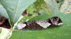 Figure 2. Giant Swallowtail Butterfly larva on Common Hop-tree seedling, Windsor, September 6, 2011