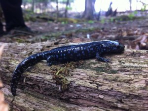 Blue-Spotted Salamander. Photo by Matt Ellerbeck