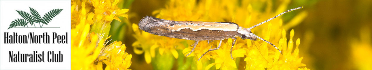 Halton North Peel Naturalist Club