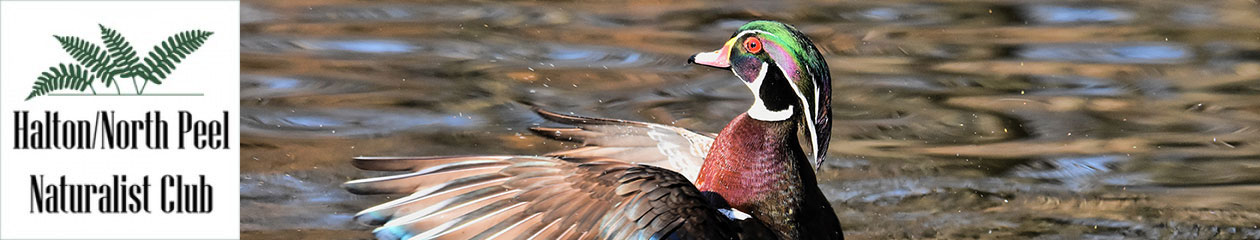 Halton North Peel Naturalist Club