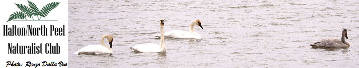 Halton North Peel Naturalist Club