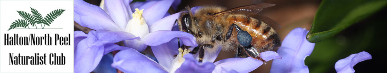 Halton North Peel Naturalist Club