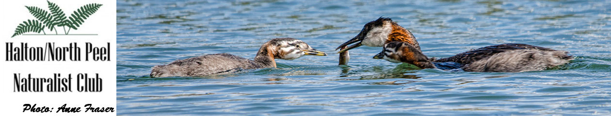 Halton North Peel Naturalist Club
