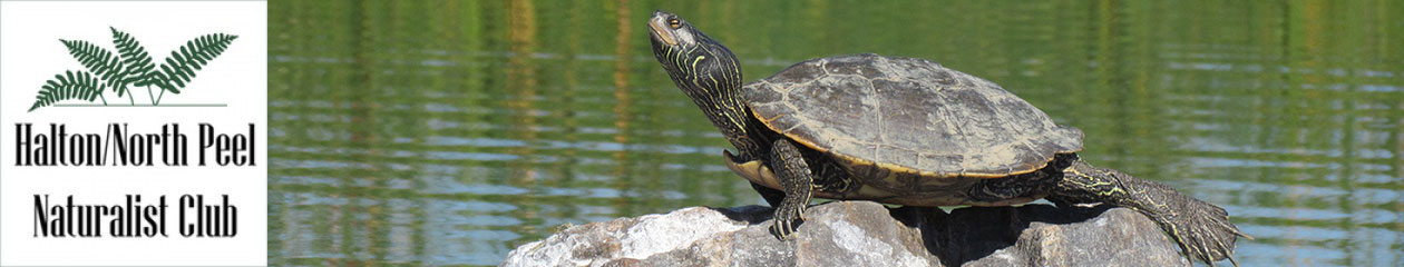 Halton North Peel Naturalist Club