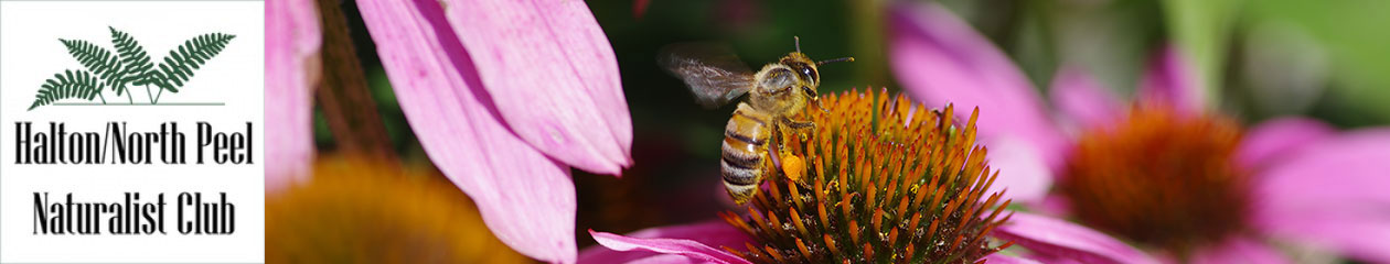 Halton North Peel Naturalist Club