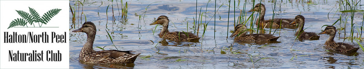 Halton North Peel Naturalist Club