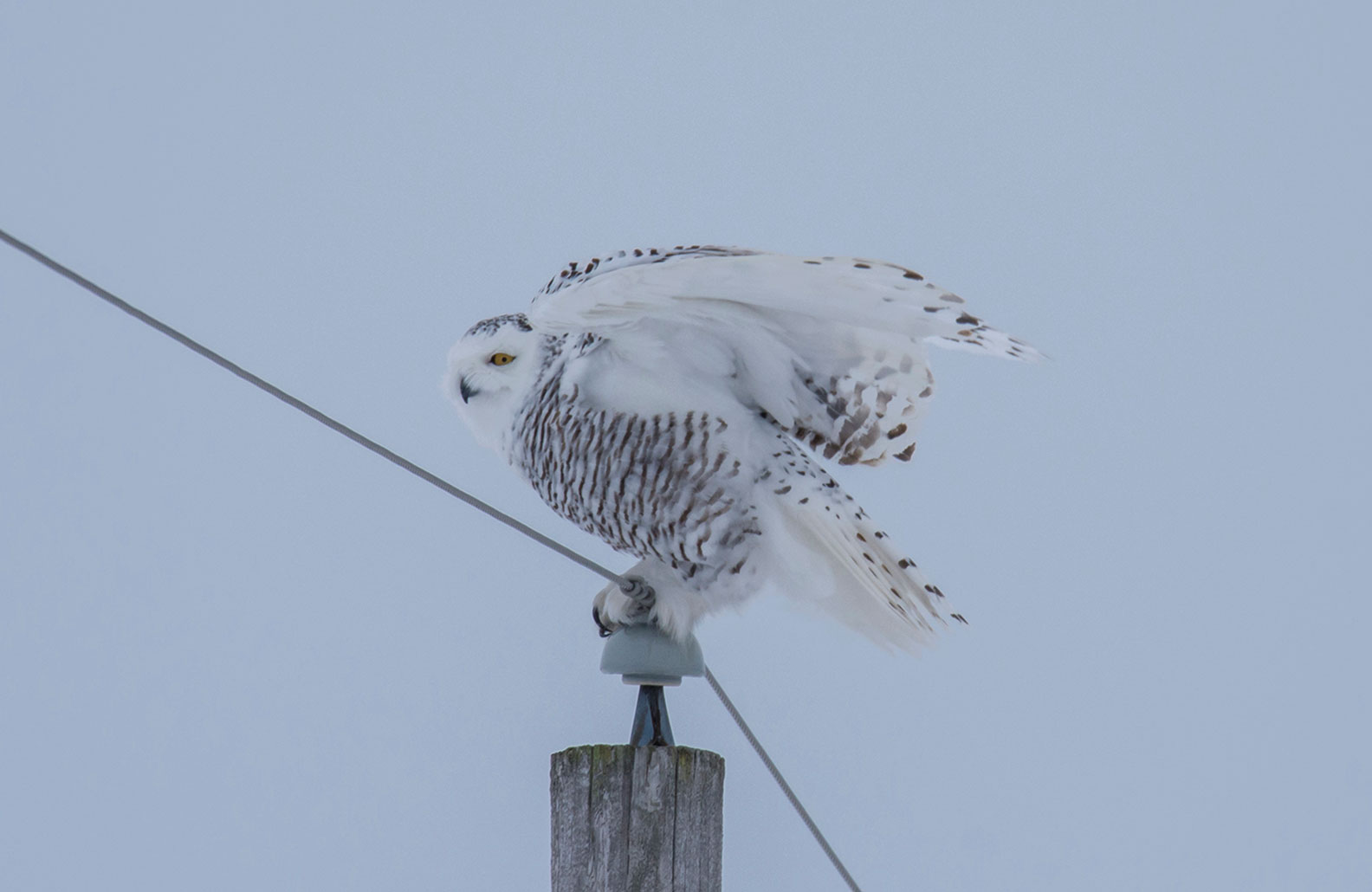 snowy owl l02 (1)