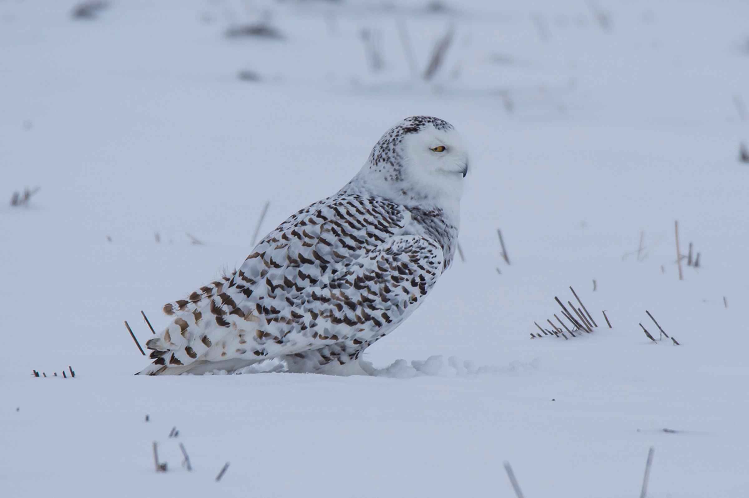 snowy owl l03 (1)